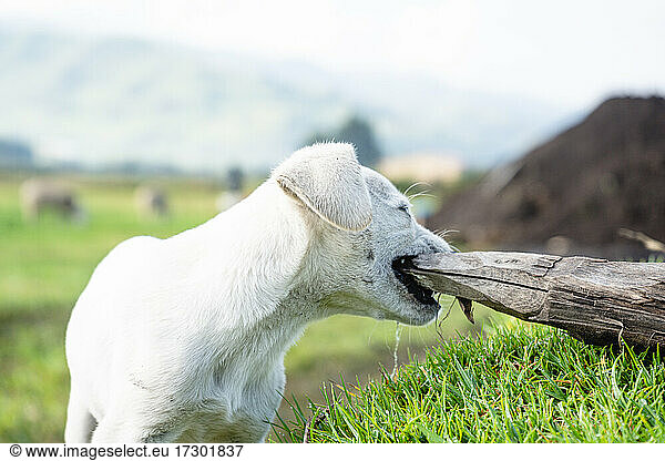 Beautiful baby white dog in the field