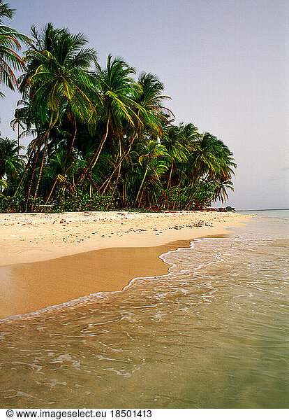 Beautiful beach scene with palm trees