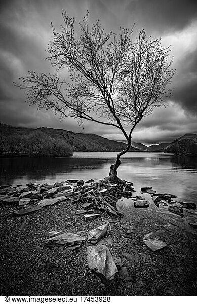 beautiful black and white photograph of a tree by the river