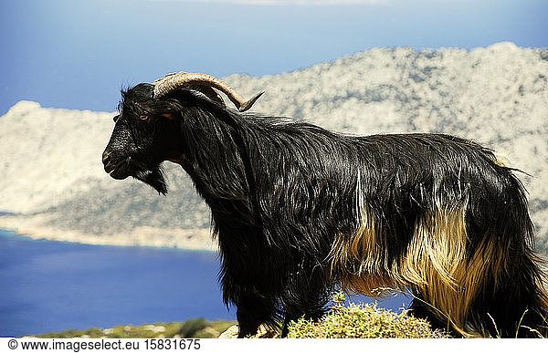 Beautiful black goat in the hills of dazzling Amorgos Island