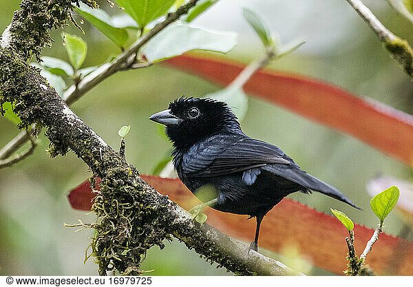 Beautiful black tropical bird on tree branch in green rainforest