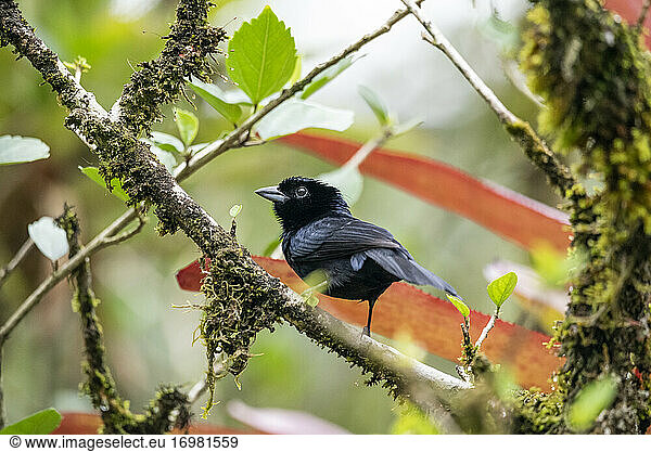 Beautiful black tropical bird on tree branch in green rainforest