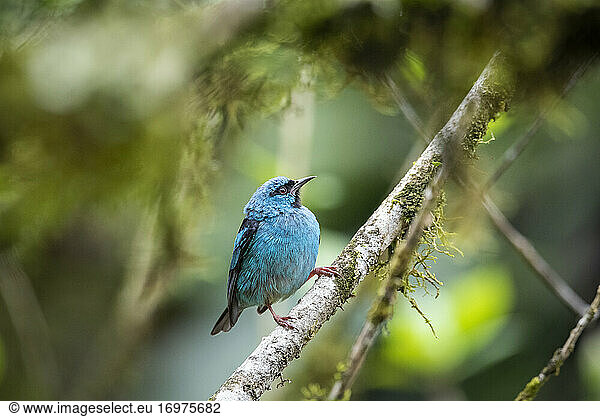 Beautiful blue and black tropical bird on green tree branch