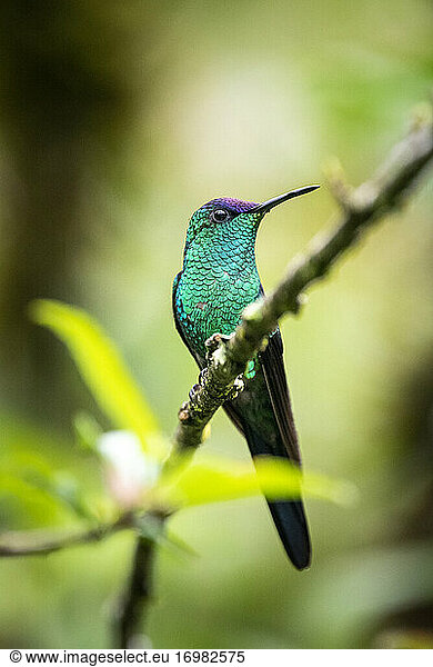 Beautiful colorful green and purple tropical hummingbird on tree