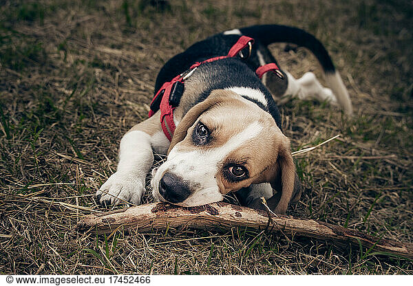 Beautiful dog of the Beagle breed with a stick