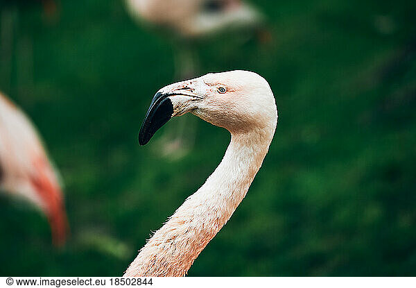 Beautiful flamingo with graceful neck and black beak