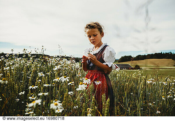 Beautiful girl collecting daises at field in Norway wearing dress