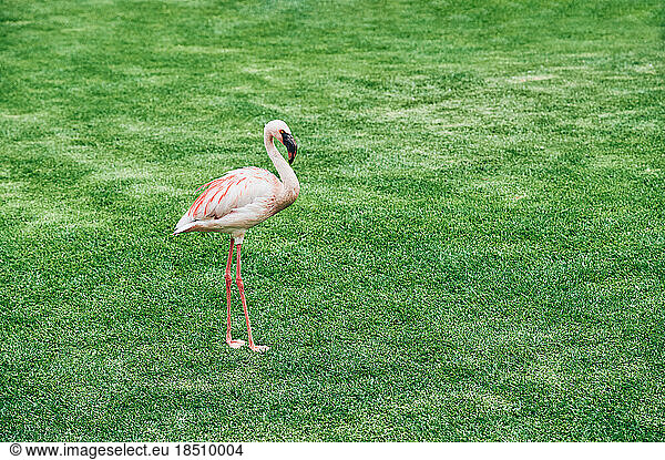 Beautiful graceful flamingo walks on green grass