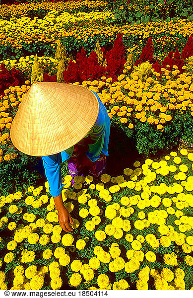 Beautiful Graphic with Woman in Straw Hat and Colorful Flowers Vietnam Mekong Delta
