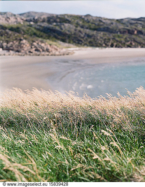 Beautiful grass by the sea