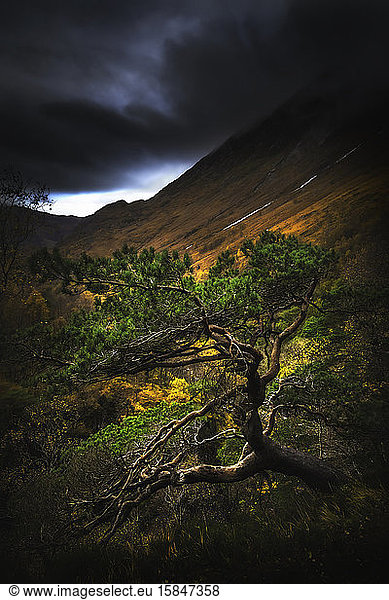 Beautiful green tree in mountain during autumn time in Scotland