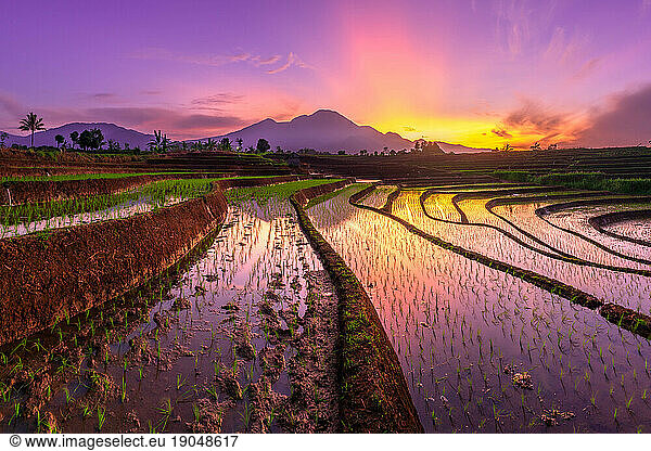 Beautiful morning view indonesia Panorama Landscape paddy fields