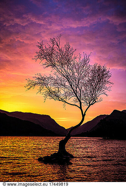 beautiful photograph of tree by the river
