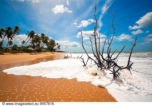 beautiful sandy beach and palmtrees at Tangalle  Sri Lanka