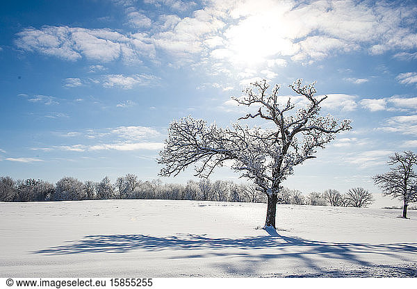 Beautiful snow covered tree on winter morning in MN backlight