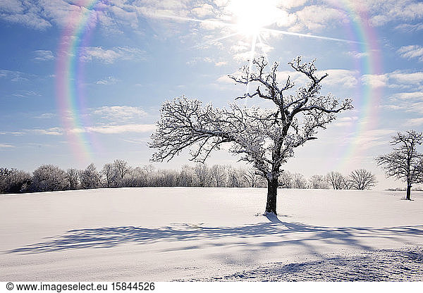 Beautiful Snow Covered Tree with Rainbow on Winter Morning in MN