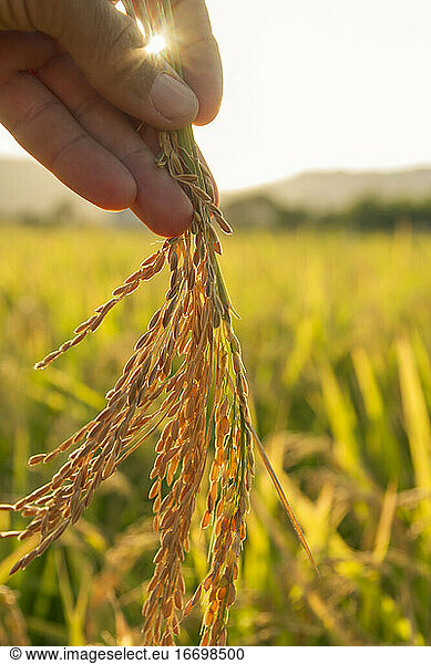beautiful sunset in a rice field  hand holding rice ears or plant close up in a rice field with sun flare and blurred background
