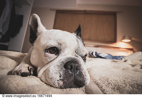 Beautiful white french bulldog resting in bed