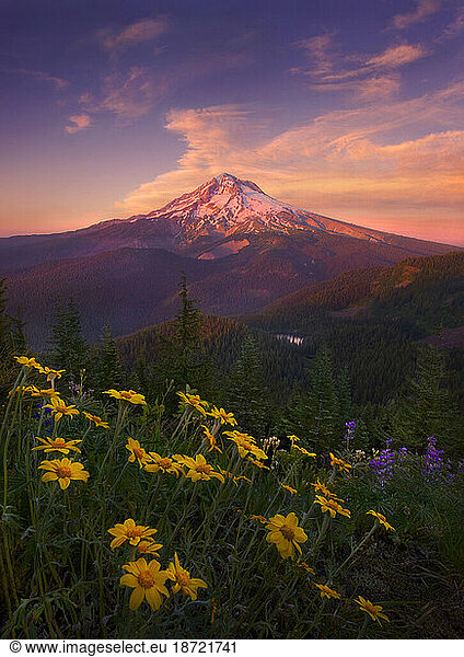 Beautiful wildflowers compliment this view of Oregon's Mount Hood at sunset.