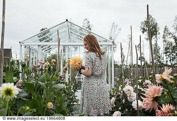 beautiful woman picking Dahlia's from her garden