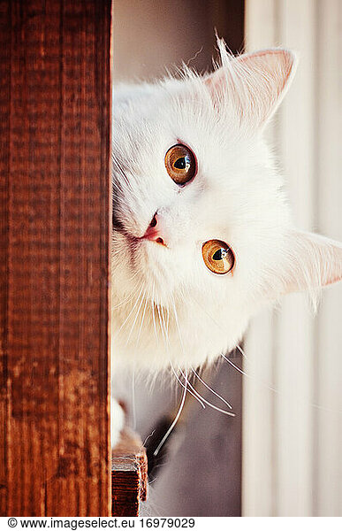 Beautiul Curious White Cat Peeking