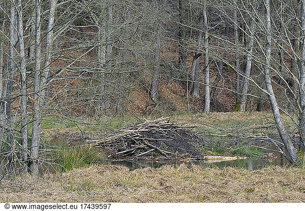 Beaver (Castor fiber) lodge in landscape  Spessart  Hesse  Germany  Europe