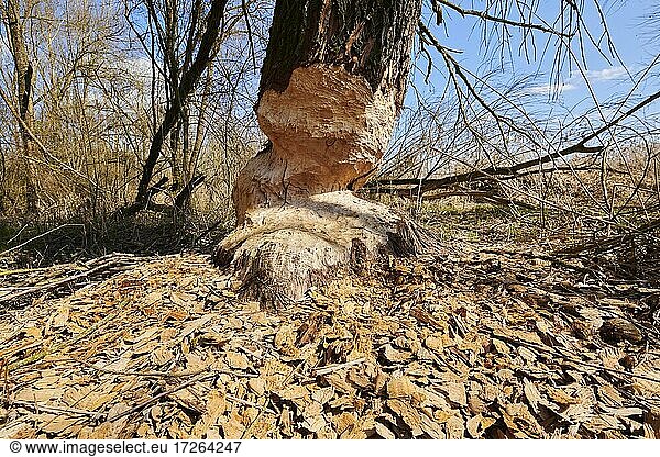 Beaver damage beaver (Castor fiber) at tree  Danube  Bavaria  Germany  Europe