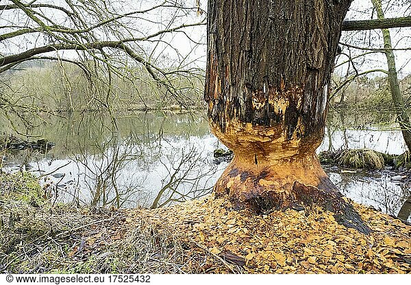 Beaver damage or gnaw marks on tree on the bank of the Fulda near Kassel  european beaver (Castor fiber)  Hesse  Germany  Europe