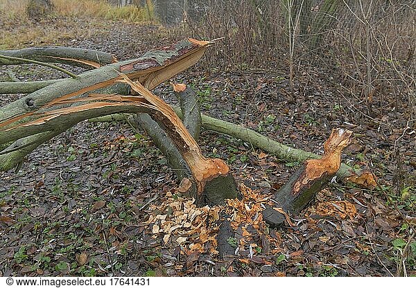 Beaver damage  tree  Charlottenburg Palace Park  Berlin  Germany  Europe