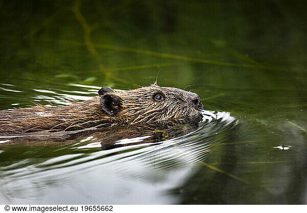 Beaver in the creek.