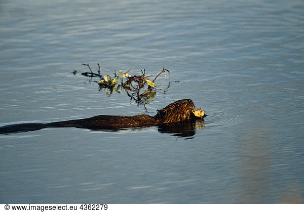 Beaver schwimmt w / Willow Niederlassung in Teich Alaska