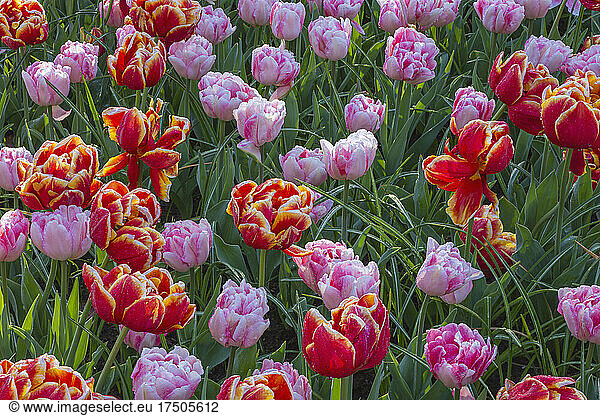 Bed of red and pink blooming tulips