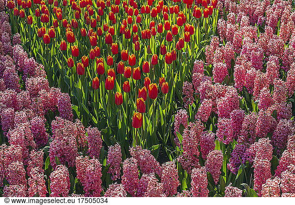 Bed of red tulips and pink hyacinths