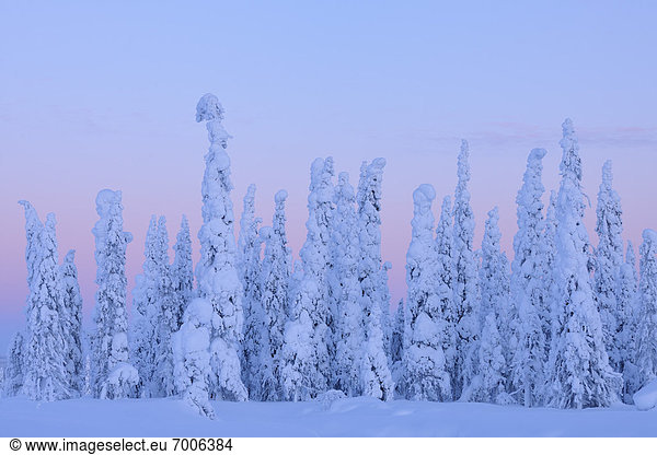 bedecken  Baum  Fichte  Abenddämmerung  Finnland  Schnee