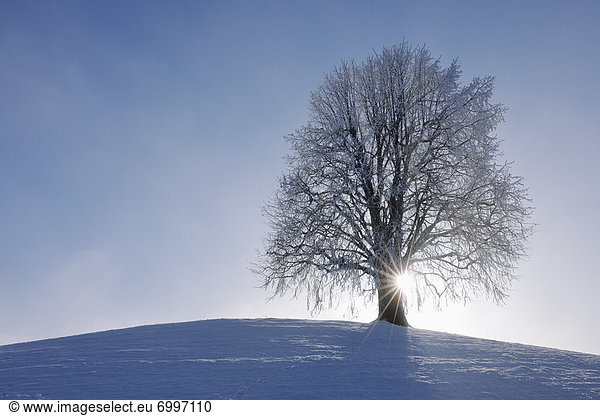 bedecken Baum Hügel Limette Schnee Schweiz Kanton Zug