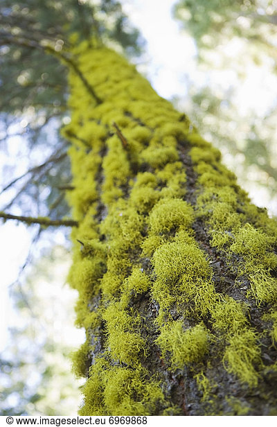 bedecken  Baum  Kiefer  Pinus sylvestris  Kiefern  Föhren  Pinie  Baumstamm  Stamm  Moos