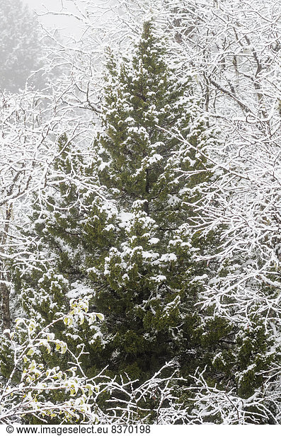 bedecken  Baum  Nebel  immergrünes Gehölz  Laubbaum  Schnee