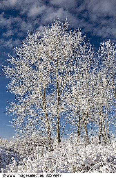 bedecken  Wolke  Baum  Himmel  Hügel  blau  Kälte  Schnee
