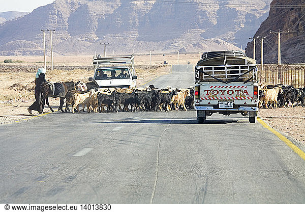 Bedouin  Goats  and Trucks  Jordan