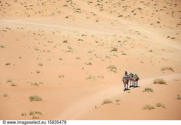 Bedouin man riding camels  Wadi Rum Protected Area  Jordan