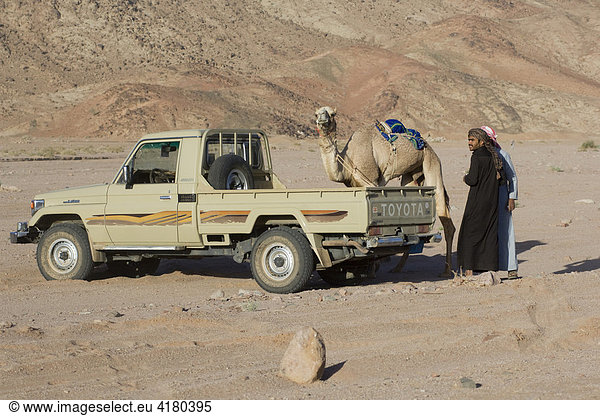 Beduinen mit Kamel bei Kamelrennen in der Wüste  Wadi Rum  Jordanien  Naher Osten