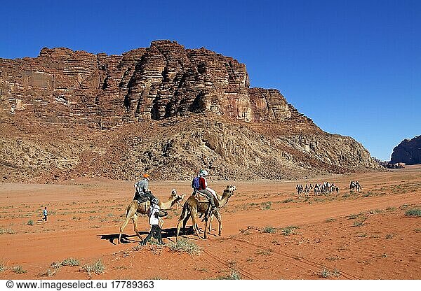 Beduinen mit Touristen auf Dromedaren  Naturschutzgebiet Wadi Rum  Jordanien  Dromedar  Einhöckriges Kamel (Camelus dromedarius)  Haschemitisches Königreich Jordanien  Asien