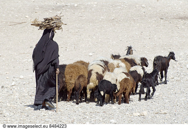 Beduinenfrau mit ihren Ziegen  Luxor  ƒgypten