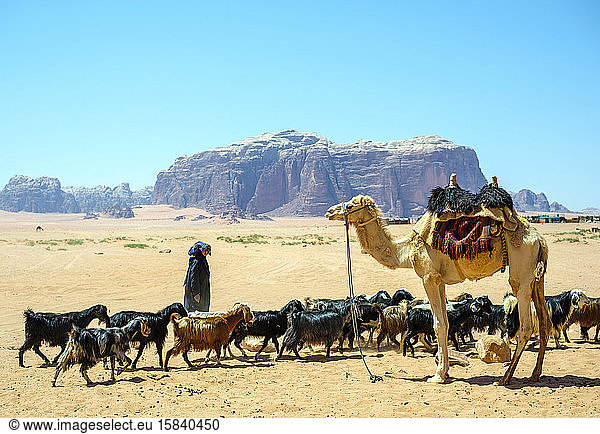 Beduinenfrau mit Ziegenherde neben Kamel  Wadi Rum  Jordanien