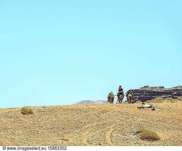 Beduinenmann auf Kamelen  Schutzgebiet Wadi Rum  Jordanien