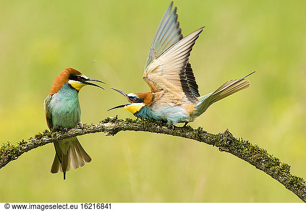 Bee-eaters on branch