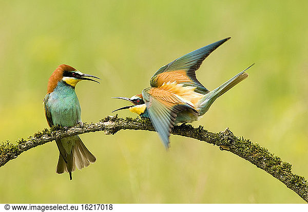 Bee-eaters on branch