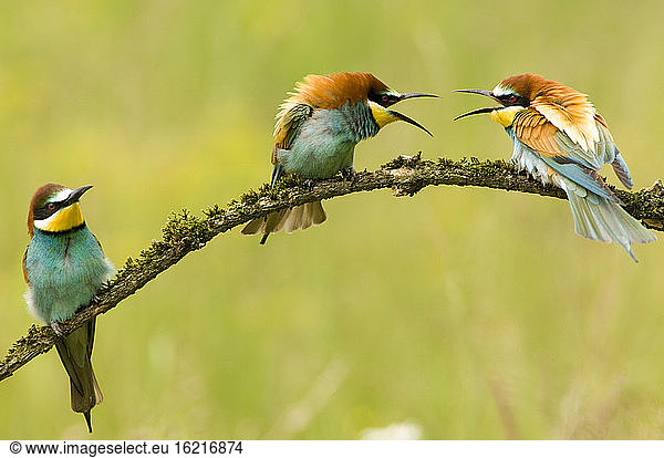 Bee-eaters sitting on branch