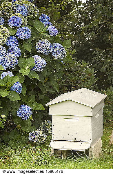 Bee hive and blue hydrangea  Botanical gardens of Chateau de Vauville  Cotentin  Normandy  France  Europe