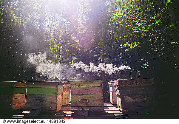 Bee smoker on beehive in farm  Ural  Bashkortostan  Russia